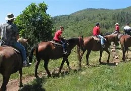 Farm-and-trail horses